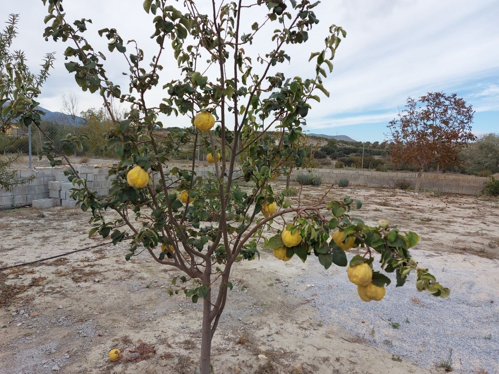 Finca – Landgoed met 3 slaapkamers te koop in Baza, Granada