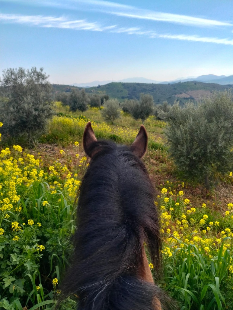 Vrijstaand paardensport-pand in Villanueva de la Concepción, Málaga