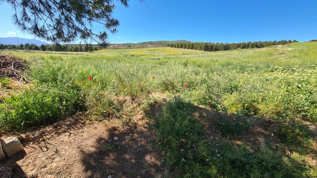 FARM HOUSE – TWO ADJOINING ANDALUSIAN CORTIJOS WITH POOL, TOURIST LICENCE & HUGE POTENTIAL IN GRANADA